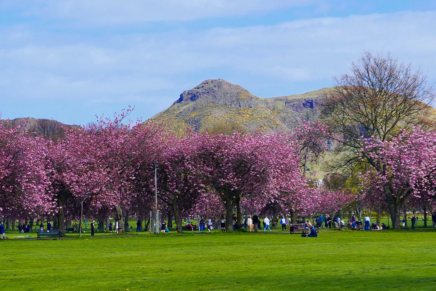 Rows of cherry blossums lining the pathways of the links with Arthur's Seat in the distance.