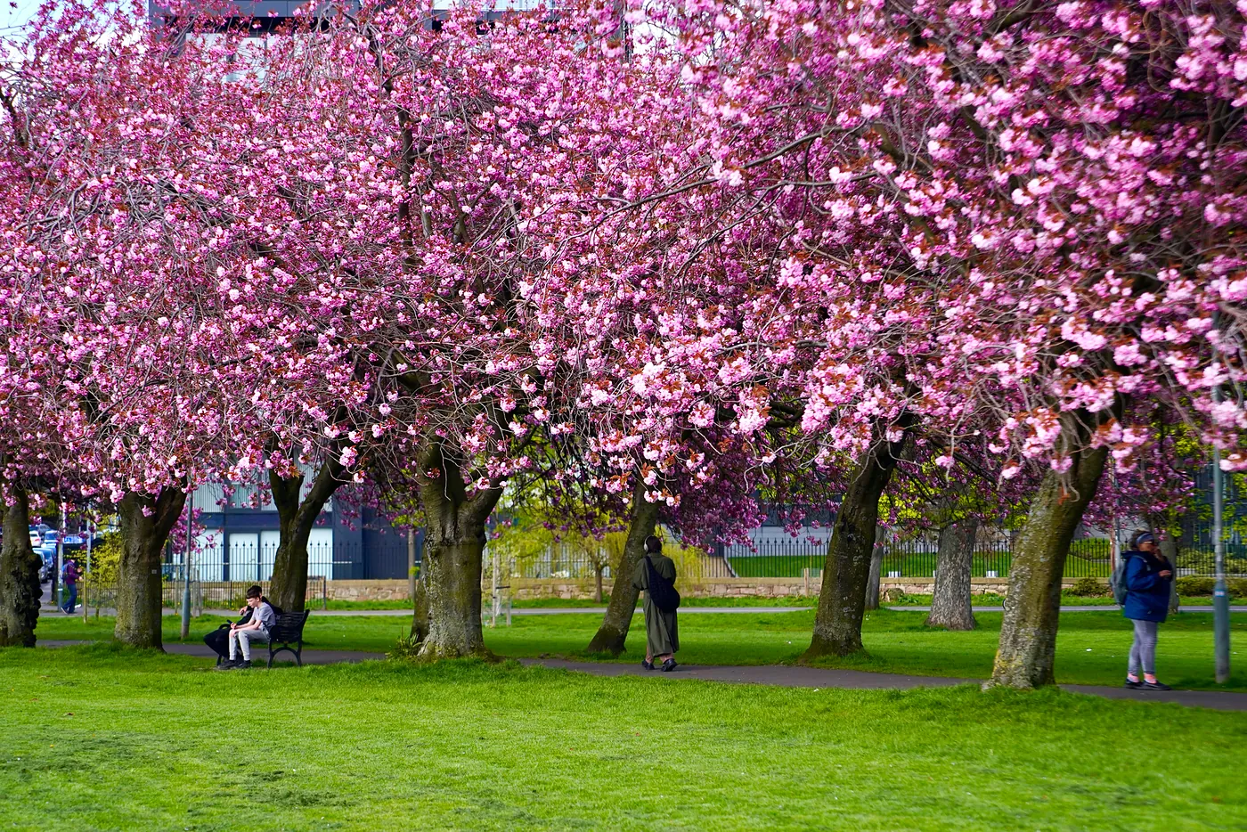 People strolling in the shade of the trees.