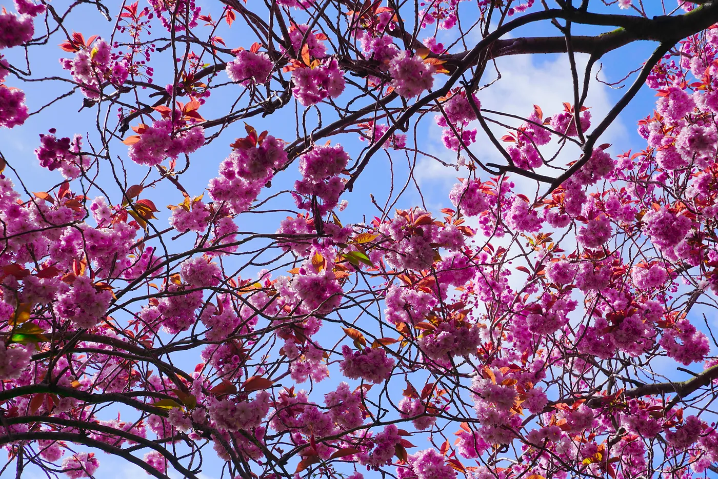 Cherry blossums in the sunlight.