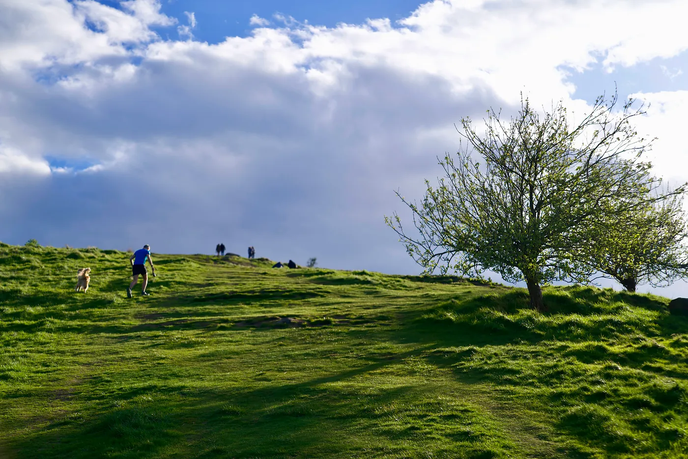A tree on the lush slope up the Crags.