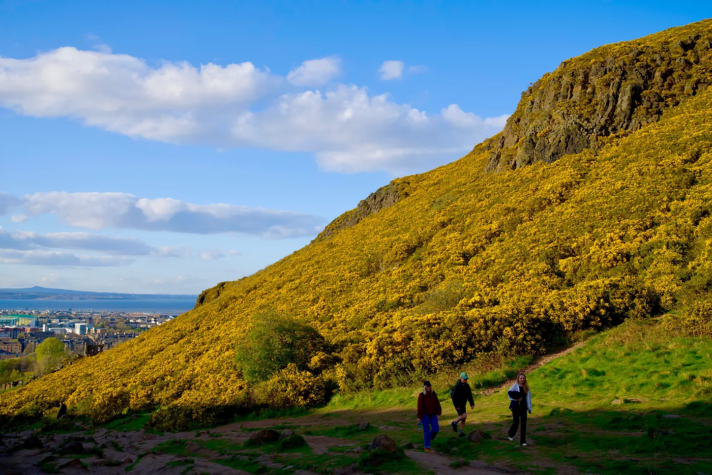 People ascending the Seat through the Gorse. Gorse flowers are prickly, thistle-like plants that grow in localized groves.