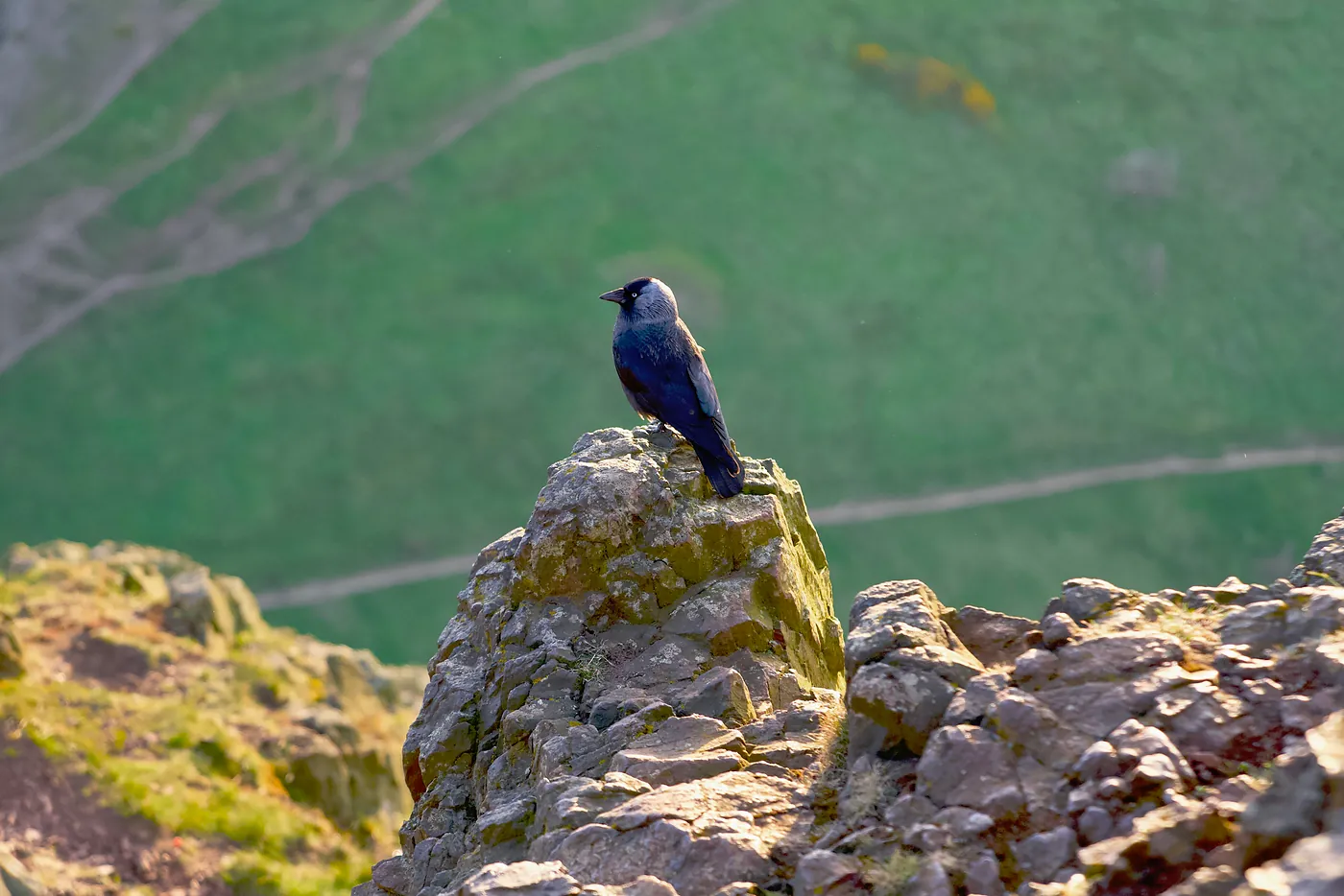 A raven observing people atop the Seat.