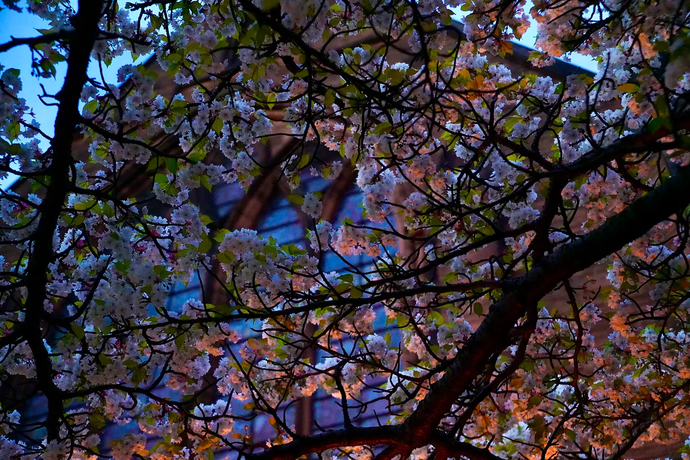 The Parish Church's stained glass behind some cherry blossums.