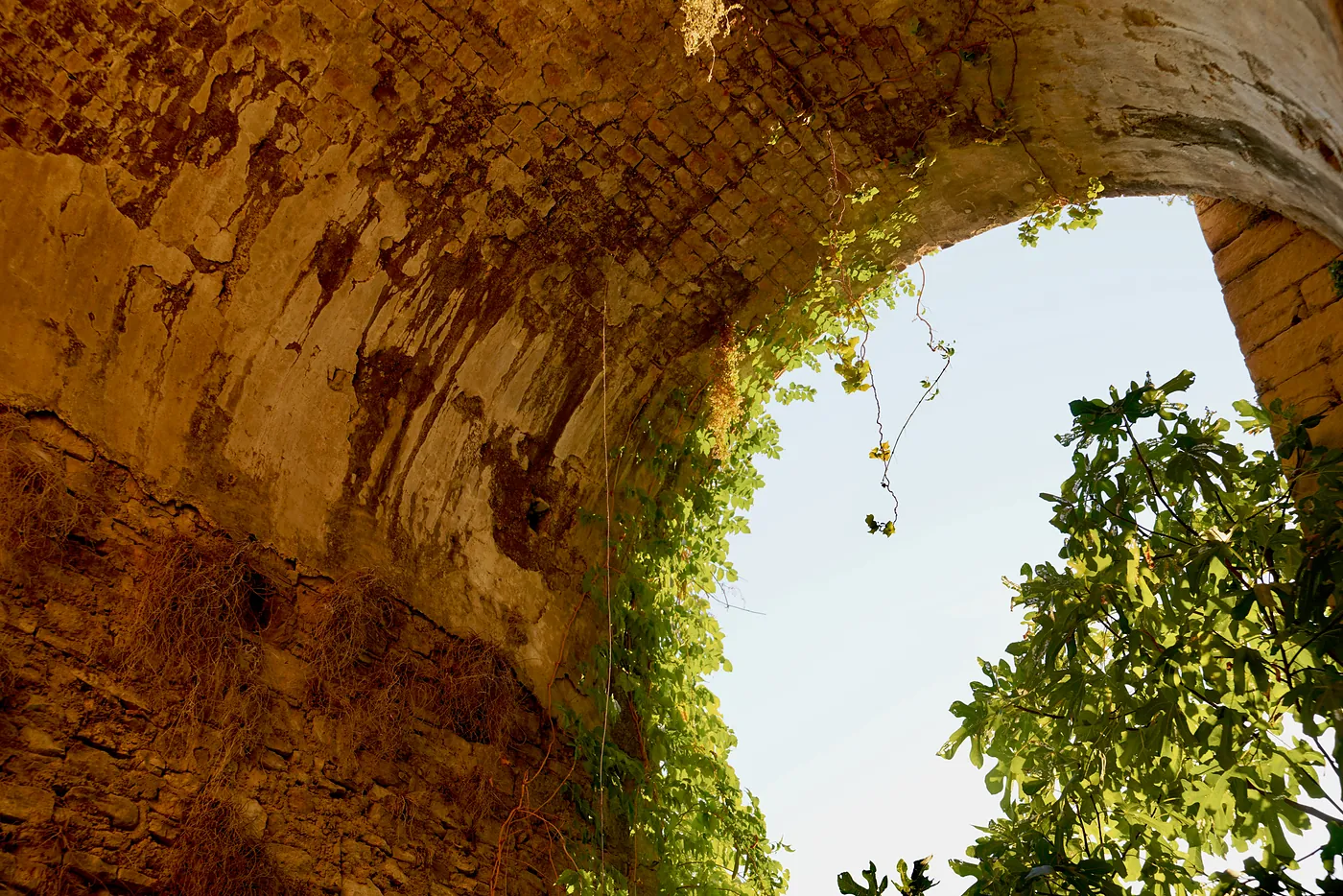 The old and overgrown arched roof outside the corridor, and a series of plants growing in and around the roof.