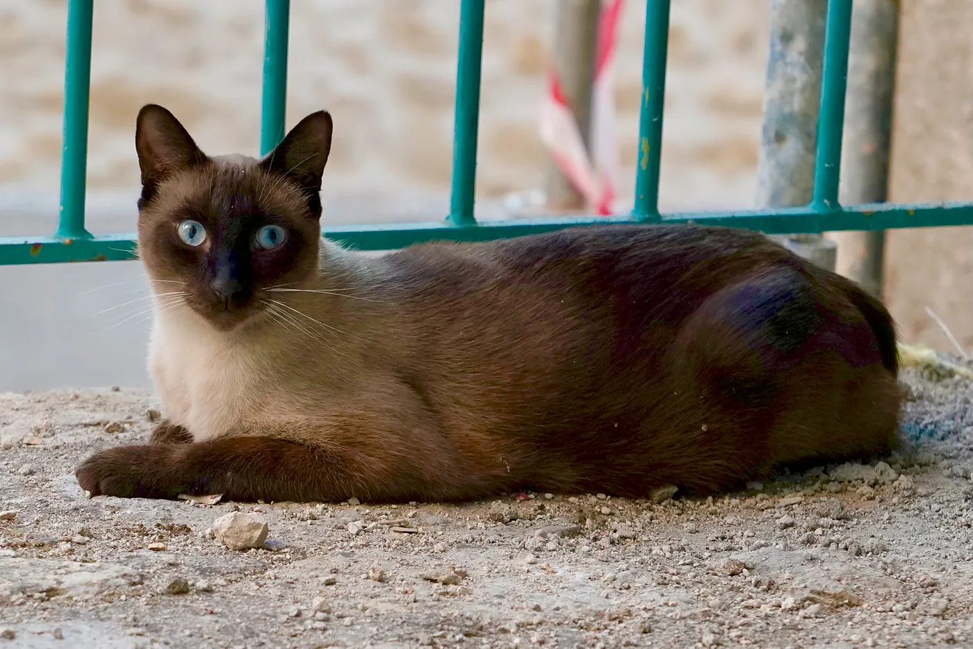 A curious cat watching passersby.