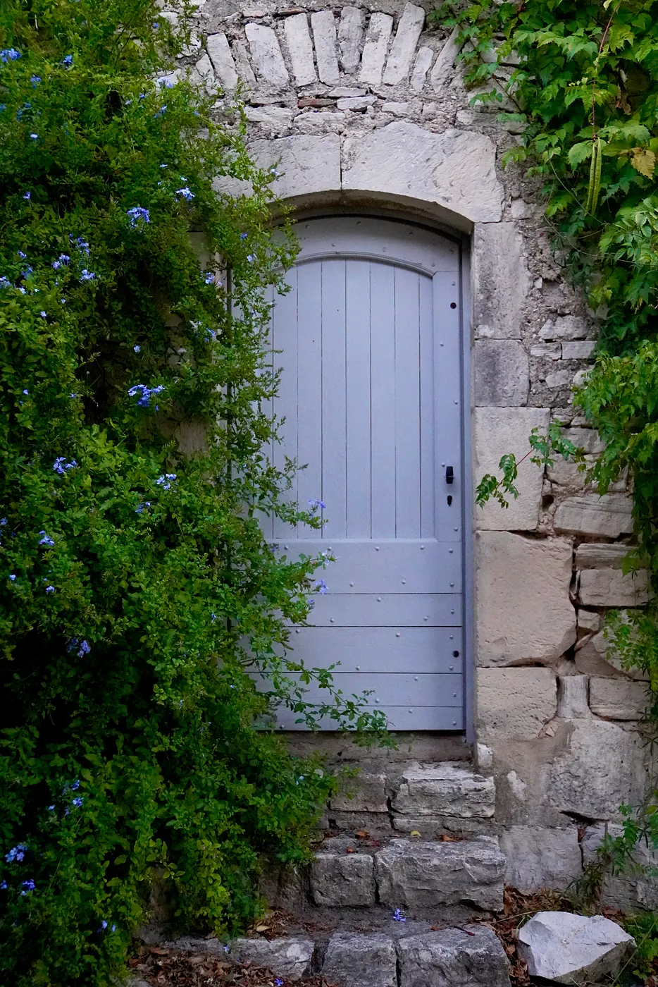 A residential door partly covered by vines.