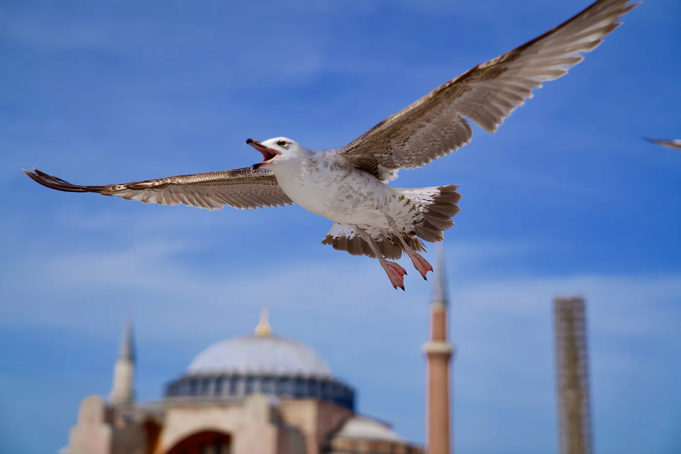 A soaring gull.