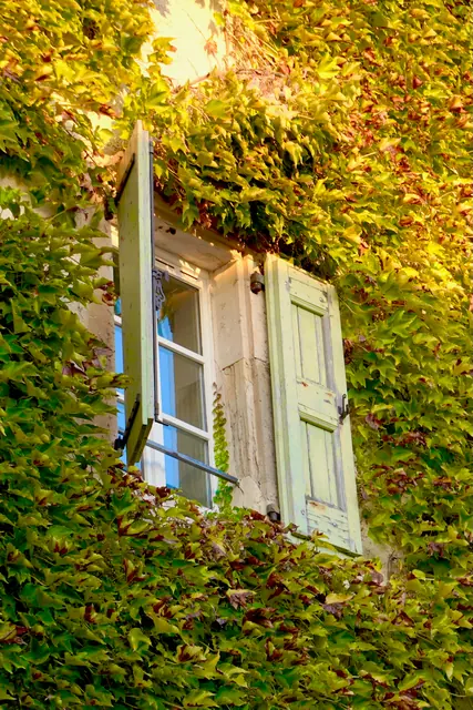 A window in a vine-covered wall, Vézénobres