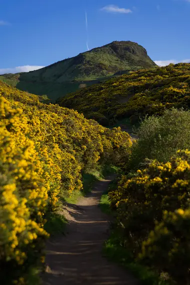 A path winding through blooming yellow gorse towards Arthur's Seat, Edinburgh
